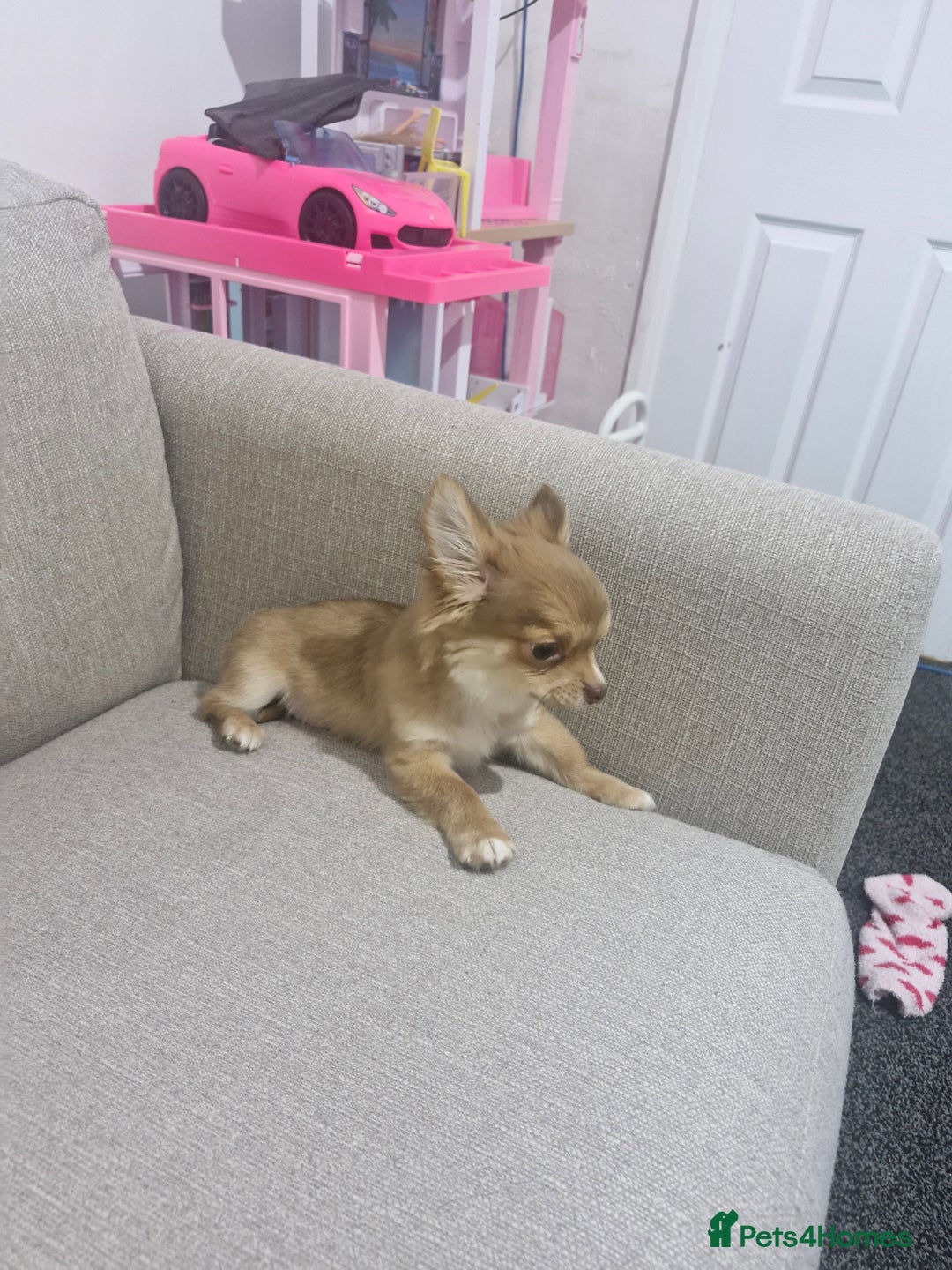 Chihuahua dogs for sale: Chihuahua puppy - Advert 7