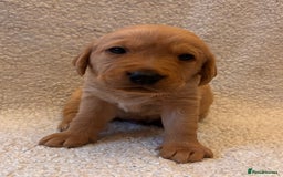 Labrador Retriever dogs for sale: Labrador Puppies Yellow & Red Fox  - Advert 3