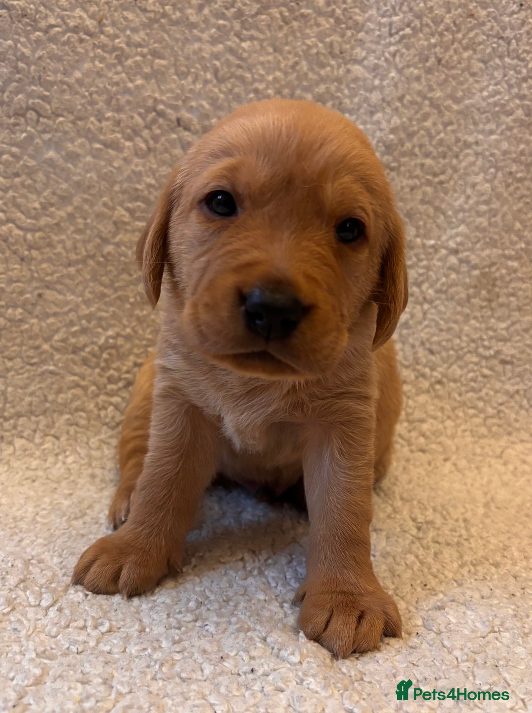 Labrador Retriever dogs for sale: Labrador Puppies Yellow & Red Fox  - Advert 3