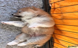 Japanese Shiba Inu dogs for sale: Health Tested Japanese Shiba Inu Puppies  - Image 12