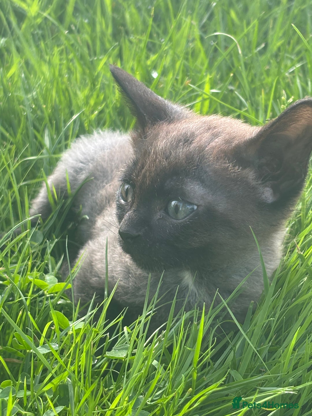 Mixed Breed cats for sale: kittens looking for their forever home - Image 9