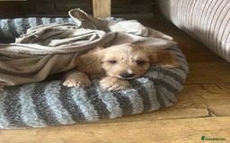 Poodle dogs for stud: Beautiful Poodle Stud - Image 8