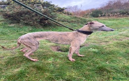 Whippet dogs for sale: Adult Female whippet - Advert 1