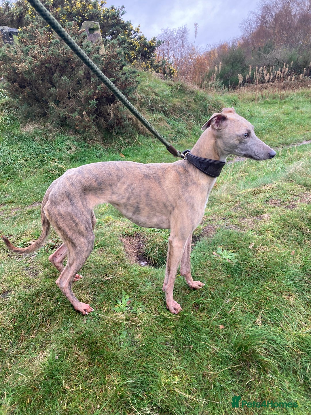 Whippet dogs for sale: Adult Female whippet - Advert 1