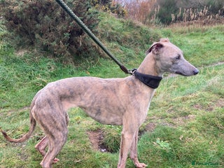 Whippet dogs Adult Female whippet - Advert 2