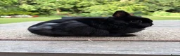 Netherland Dwarf rabbits for sale: Stunning Steel Netherland Dwarfs - Advert 3