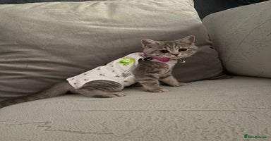 Scottish Fold cats - Advert 4