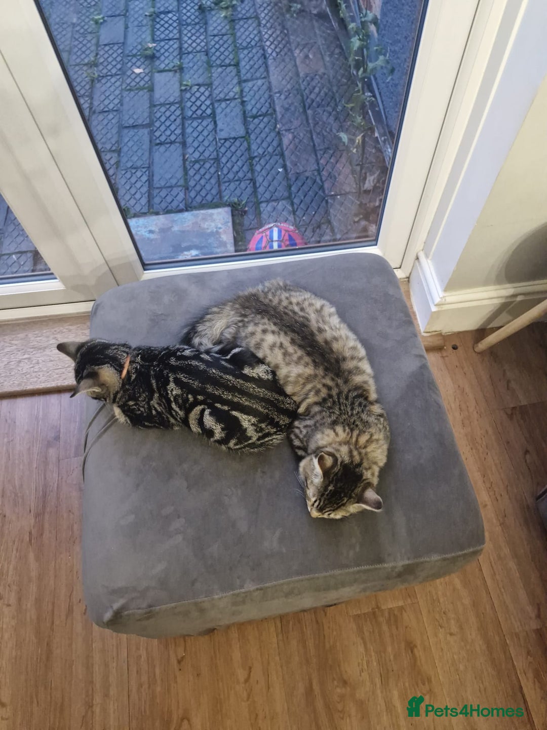 Mixed Breed cats for sale: 2 Kittens - Advert 4