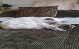 Ragdoll cats for sale: *Ragdoll Girl for sale!* - Image 3