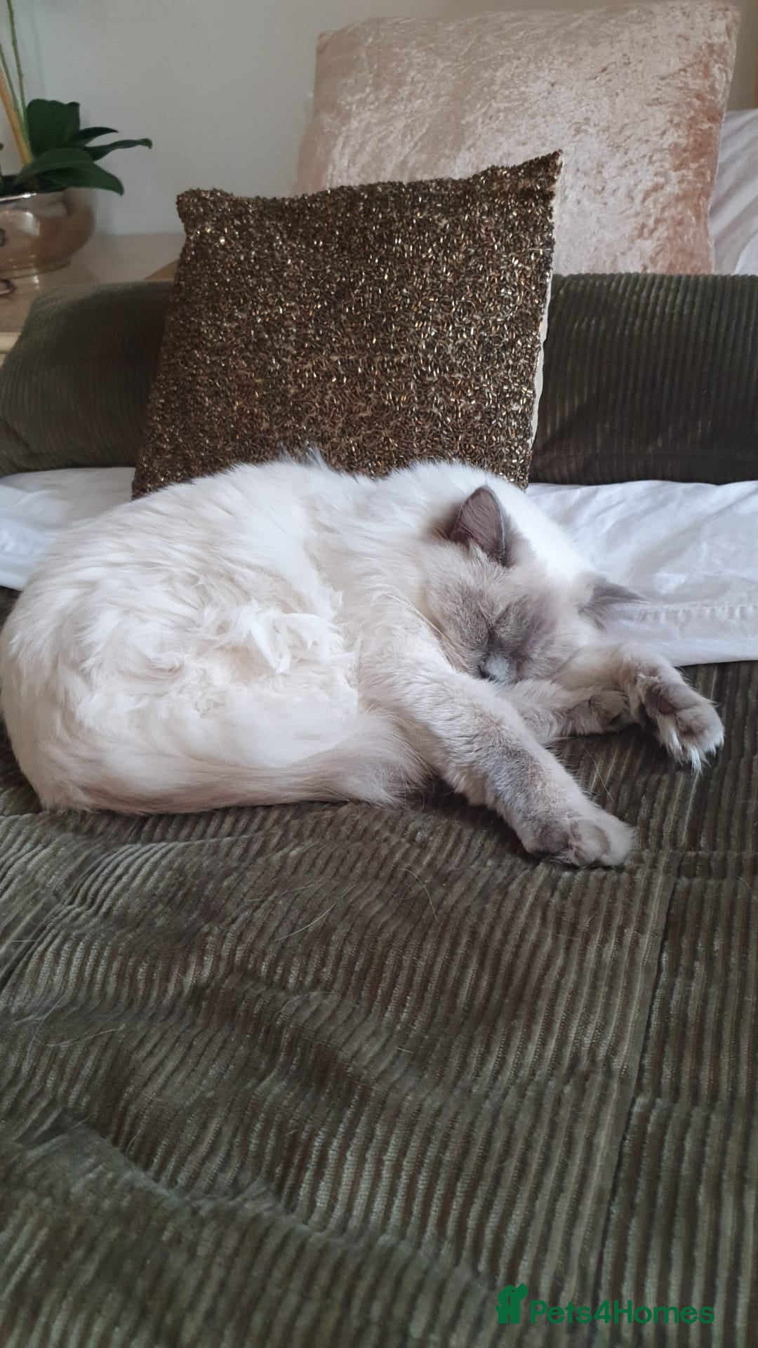 Ragdoll cats for sale: *Ragdoll Girl for sale!* - Image 3