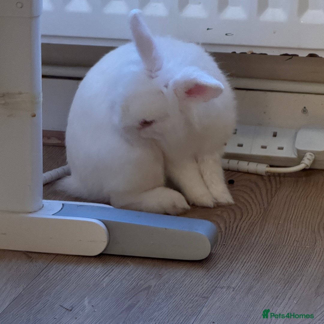 Lionhead rabbits for sale: White Male Rabbit Looking for a Forever Home  - Image 2