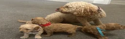 Miniature Poodle dogs for sale: Exquisite KC Registered miniature Poodles  - Advert 32