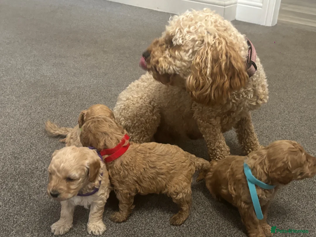 Miniature Poodle dogs for sale: Exquisite KC Registered miniature Poodles  - Advert 32