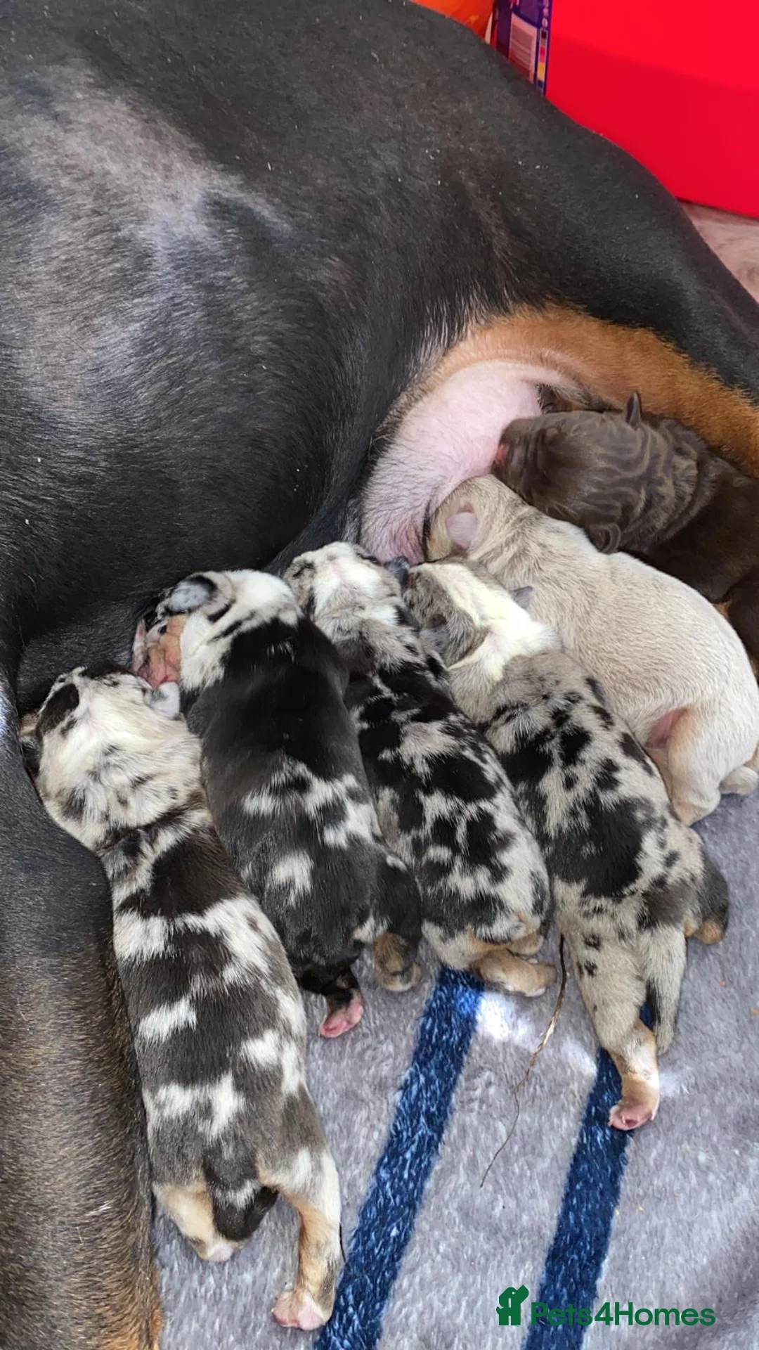 English Bulldog dogs for stud: 💙🍫FRANK🍫💙 in Southampton - Advert 24