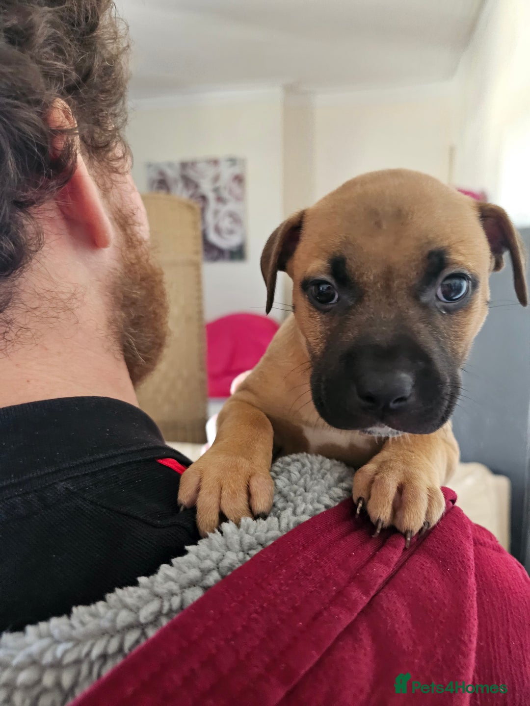 Bullmastiff dogs for sale: Bullmastiff puppy female  - Image 8
