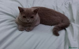 British Shorthair cats for sale: Male British shorthair kitten  - Image 2