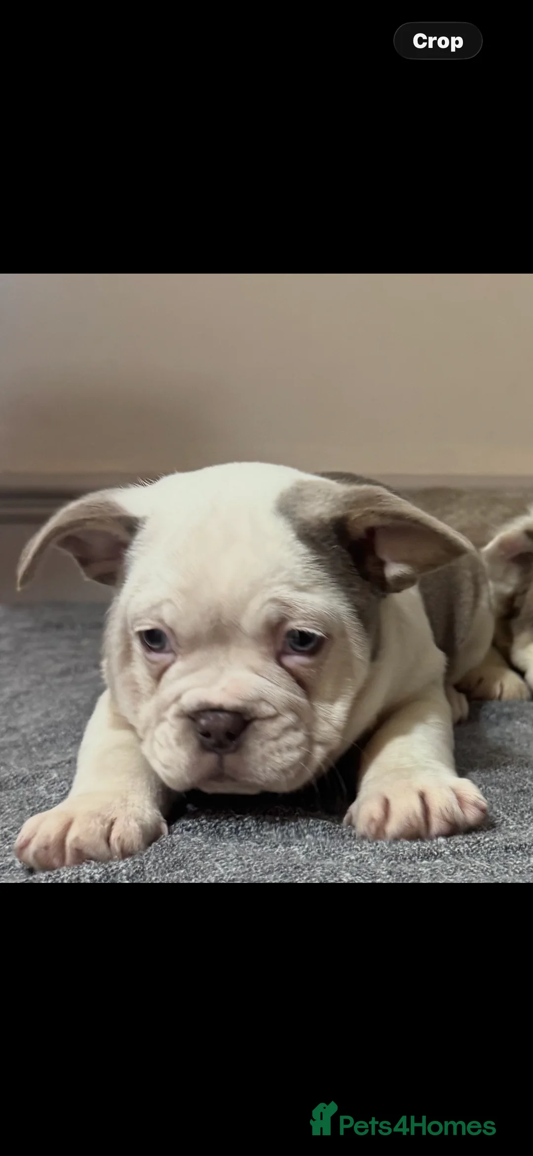 Mixed Breed dogs for sale: Bulldog puppies  - Advert 2