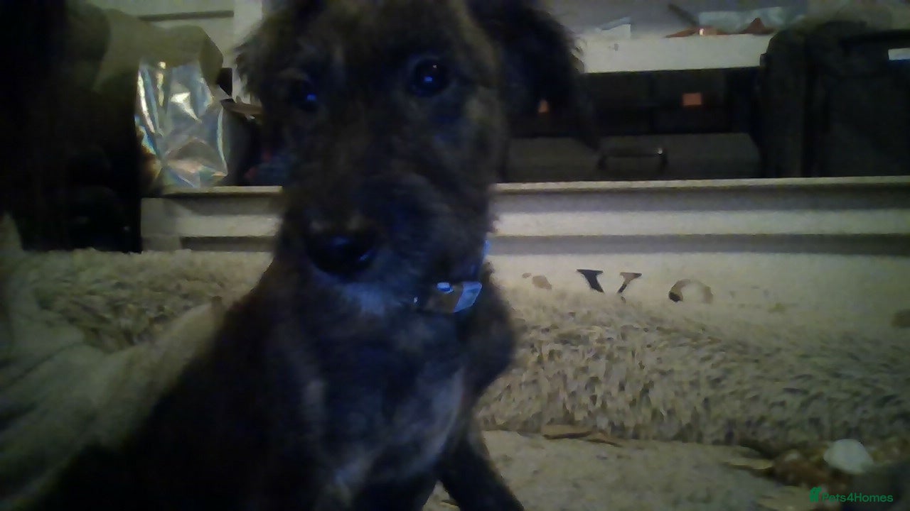 Lurcher dogs lovely male pups - Advert 4