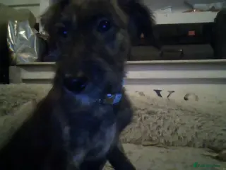 Lurcher dogs lovely male pups - Advert 4