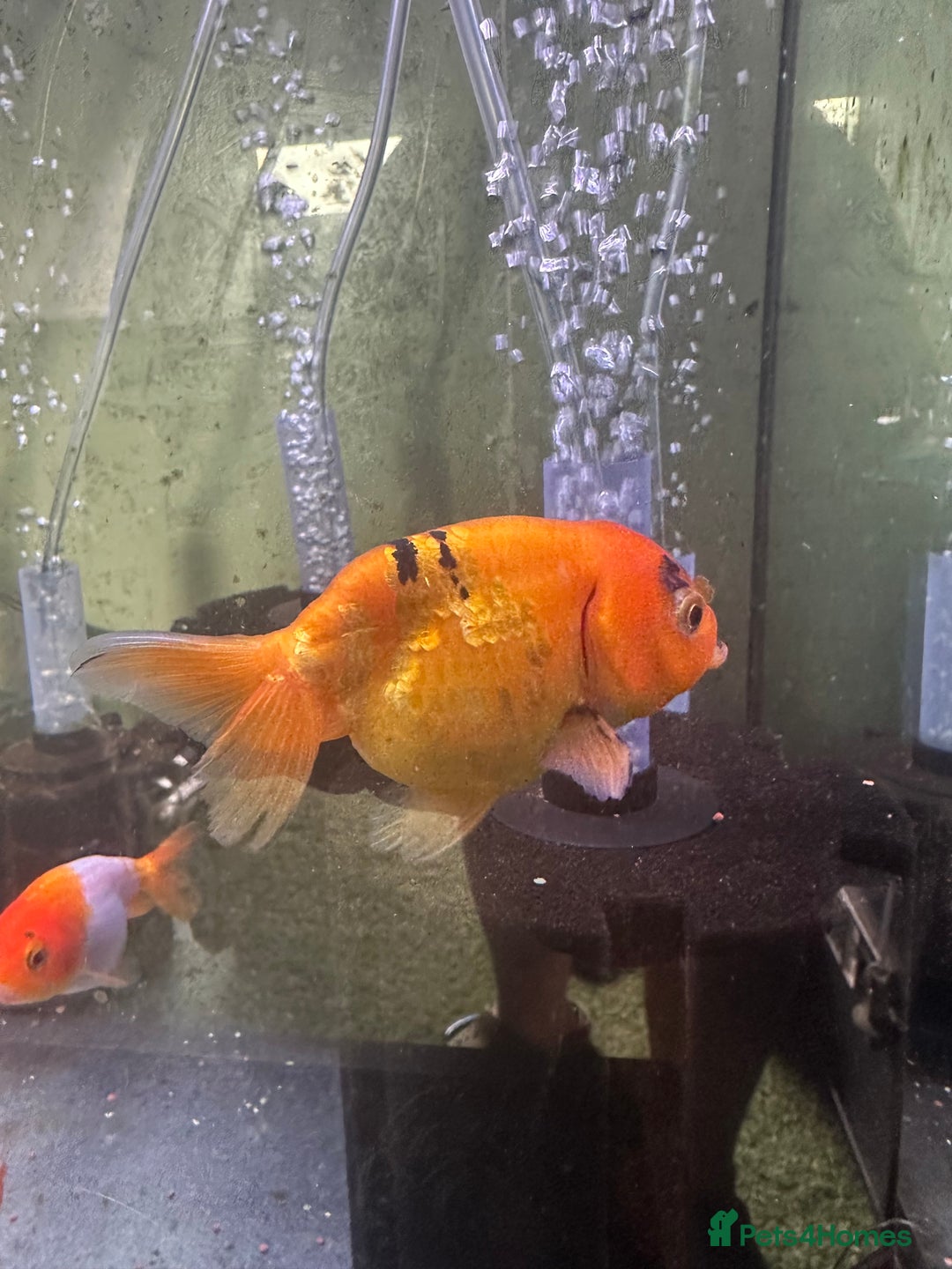 Fancy Goldfish fish for sale: 9 fancy goldfish for sale  - Image 5