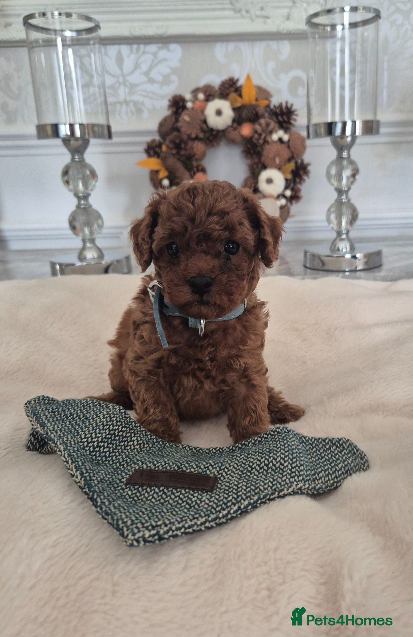 Cavapoo dogs F1B HEALTH TESTED CAVAPOO PUPPIES  - Advert 6