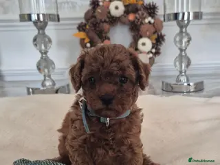 Cavapoo dogs F1B HEALTH TESTED CAVAPOO PUPPIES - Advert 6