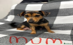Jack Russell dogs for sale: Stunning black & tan jack Russell’s   - Image 6