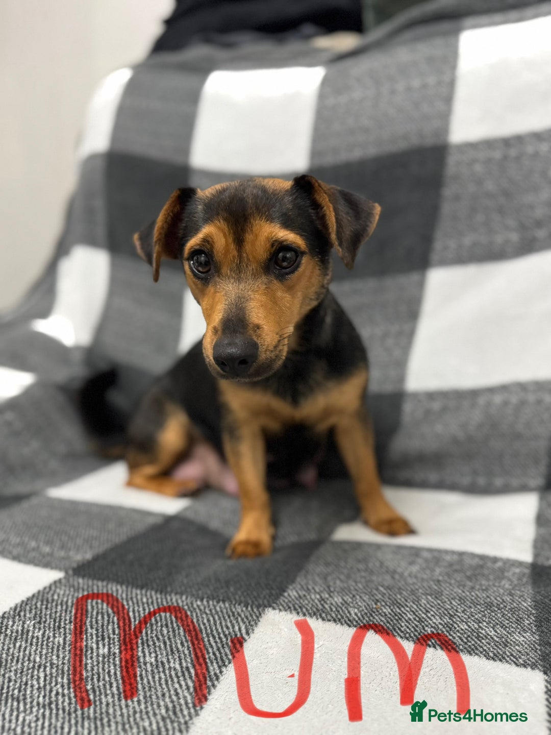 Jack Russell dogs for sale: Stunning black & tan jack Russell’s   - Image 6