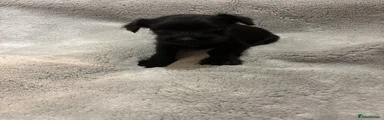 Miniature Schnauzer 3