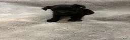 Miniature Schnauzer dogs for sale: Miniature schnauzer  - Advert 7