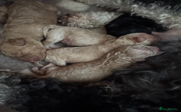 Mixed Breed dogs - Advert 16