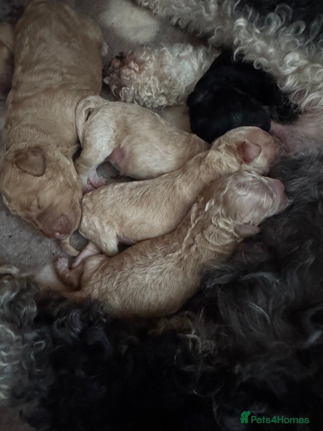 Mixed Breed dogs for sale: Beautiful Miniature Cockapoo - Image 1