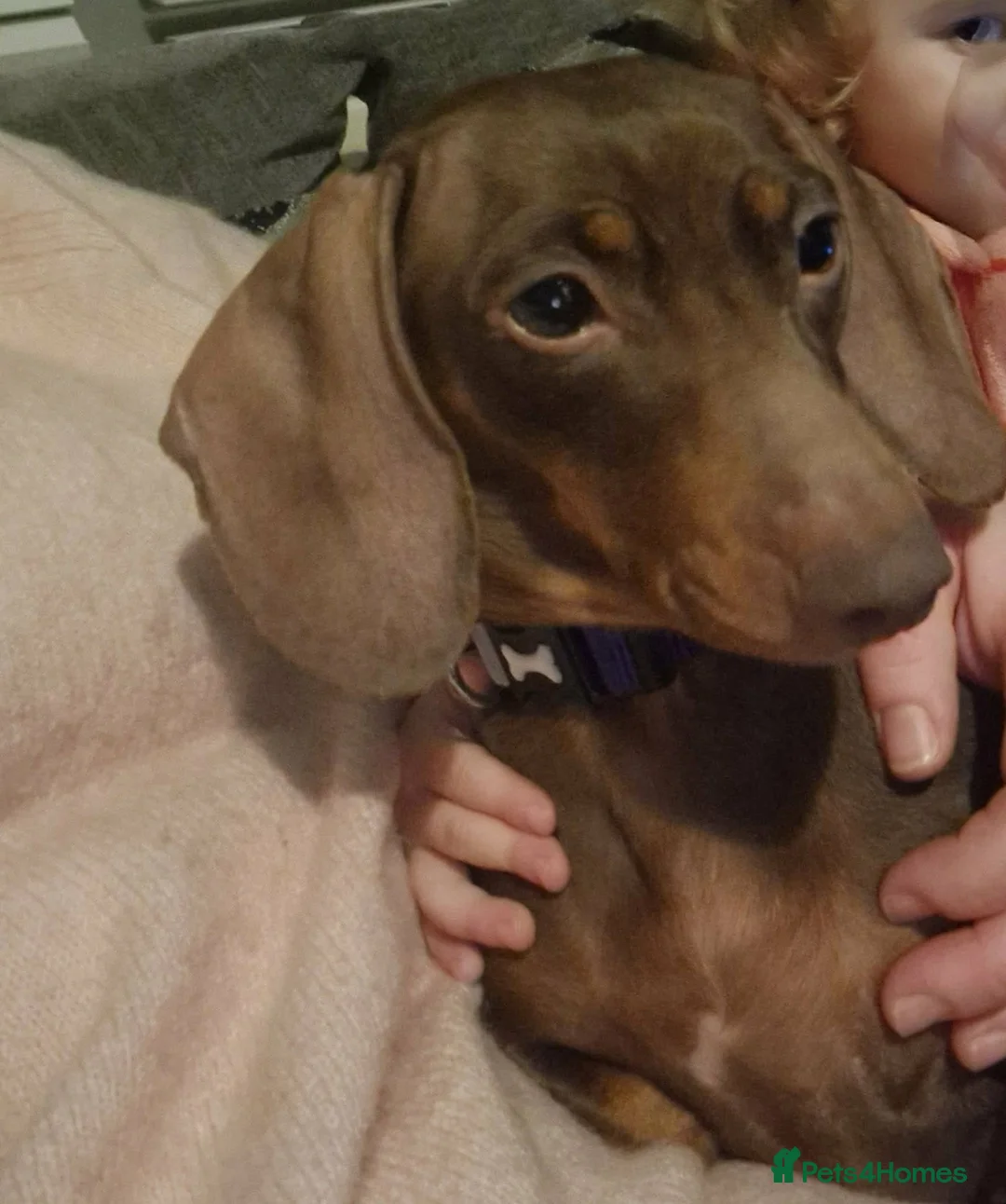 Miniature Dachshund dogs for sale: Beautiful Miniature dachshund pups  - Advert 1