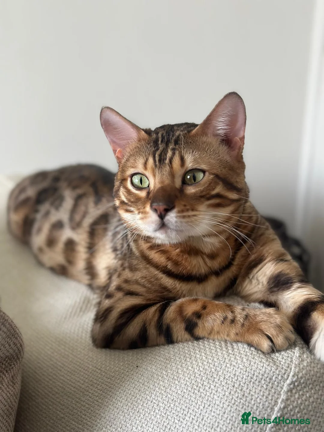 Bengal cats for sale: LAST OF HIS LITTER | KITTEN 3/4 Bengal Boy - Advert 3