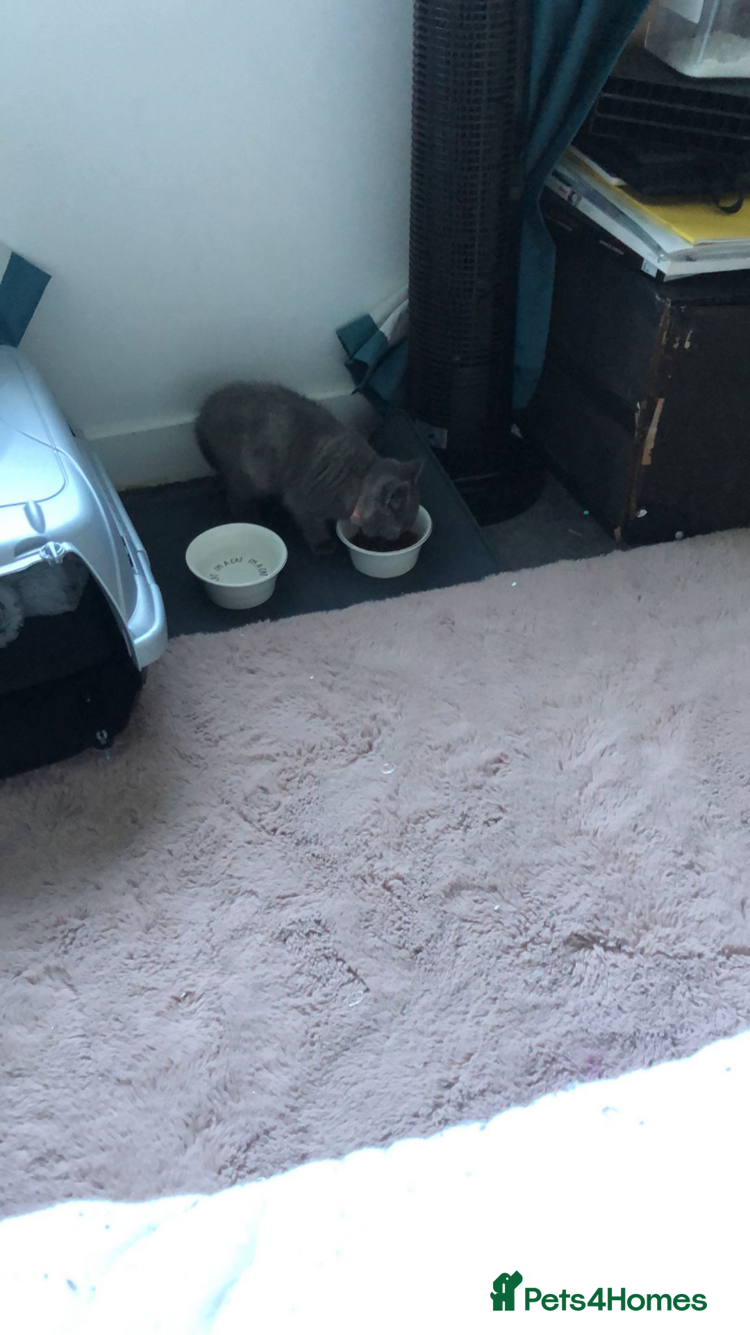 British Shorthair cats for sale: Shorthair female cat and cat stuff - Advert 4