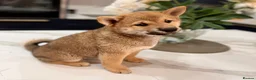 Japanese Shiba Inu dogs for sale: Exceptional Shiba Inu Puppies for Sale in London - Advert 12