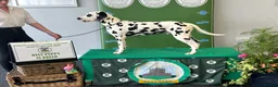 Dalmatian dogs for stud: KC Reg Dalmatian for stud  - Advert 15