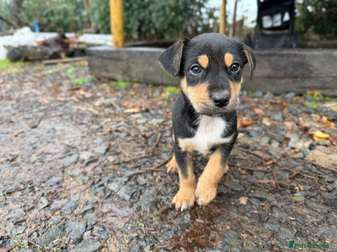 Huntaway dogs for sale: Huntaway Puppies only 2 bitches and 1 dog left!!  - Advert 9