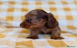 Miniature Dachshund dogs for sale: Long haired dachshund puppie - Advert 3