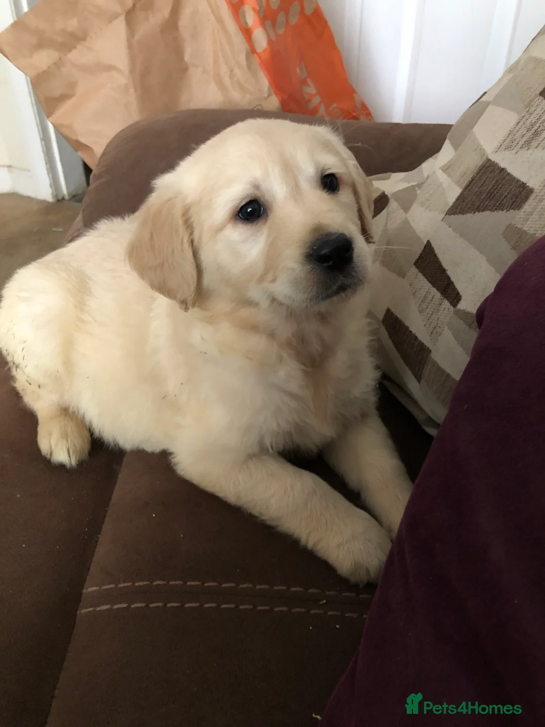 Golden Retriever dogs for sale: Kc health tested. Gold/Red retriever puppies  in Prestatyn - Advert 3