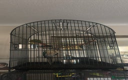 Conures birds for sale: Blaze and deku - Image 1