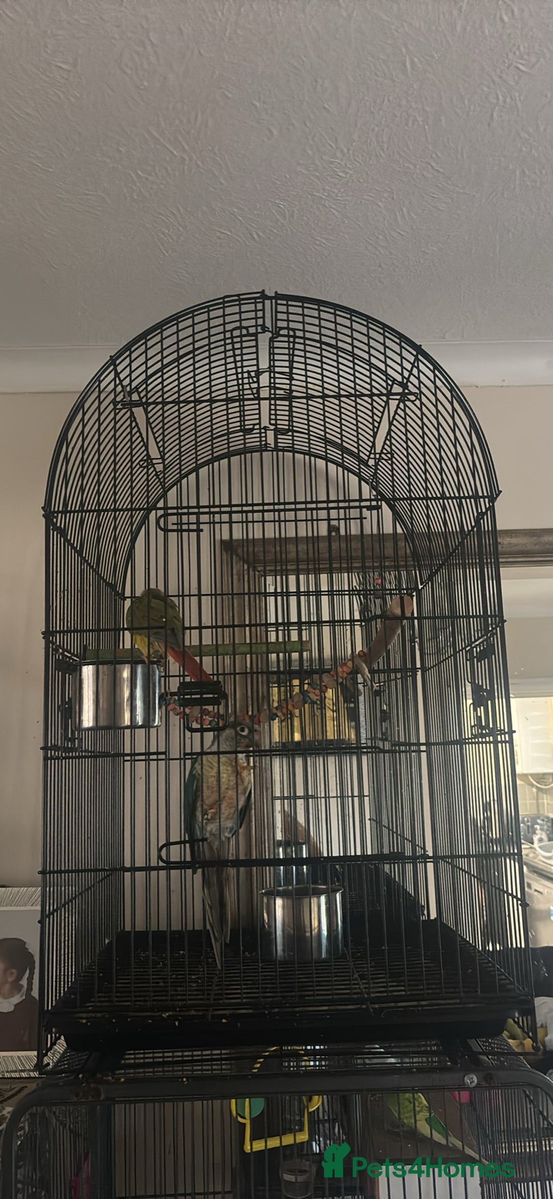 Conures birds for sale: Blaze and deku - Image 1