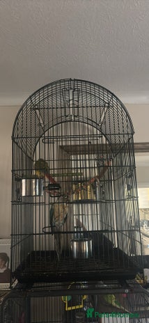 Conures birds - Advert 3