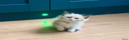 Ragdoll cats for sale: Stunning  ragdoll kittens boy available  - Advert 29