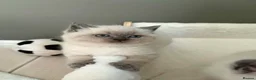 British Shorthair cats for sale: Beautiful British shorthair Scottish fold kittens  in Norwich - Advert 9