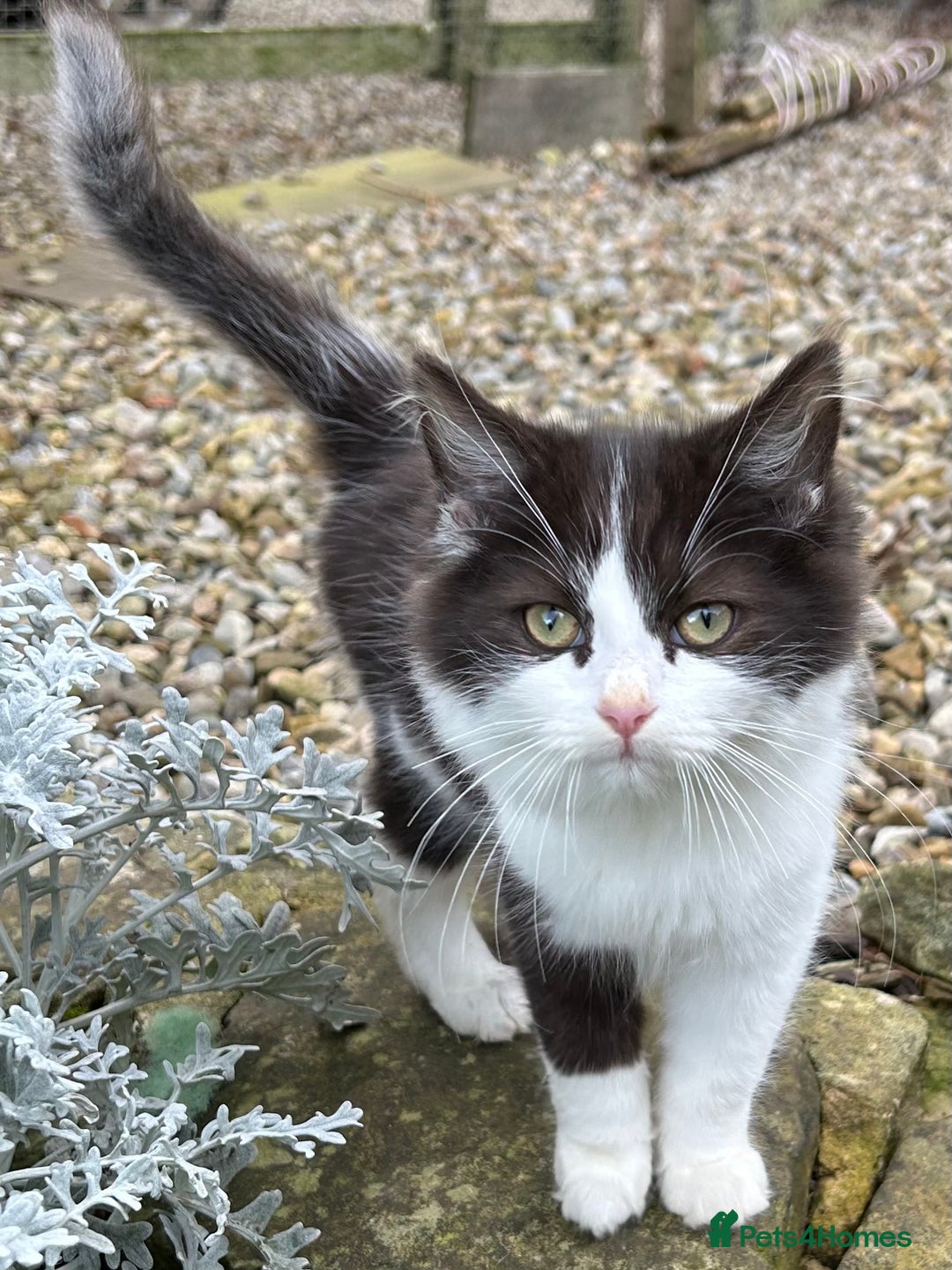 Turkish Van cats for sale: Beautiful kittens ready for loving new homes - Image 3