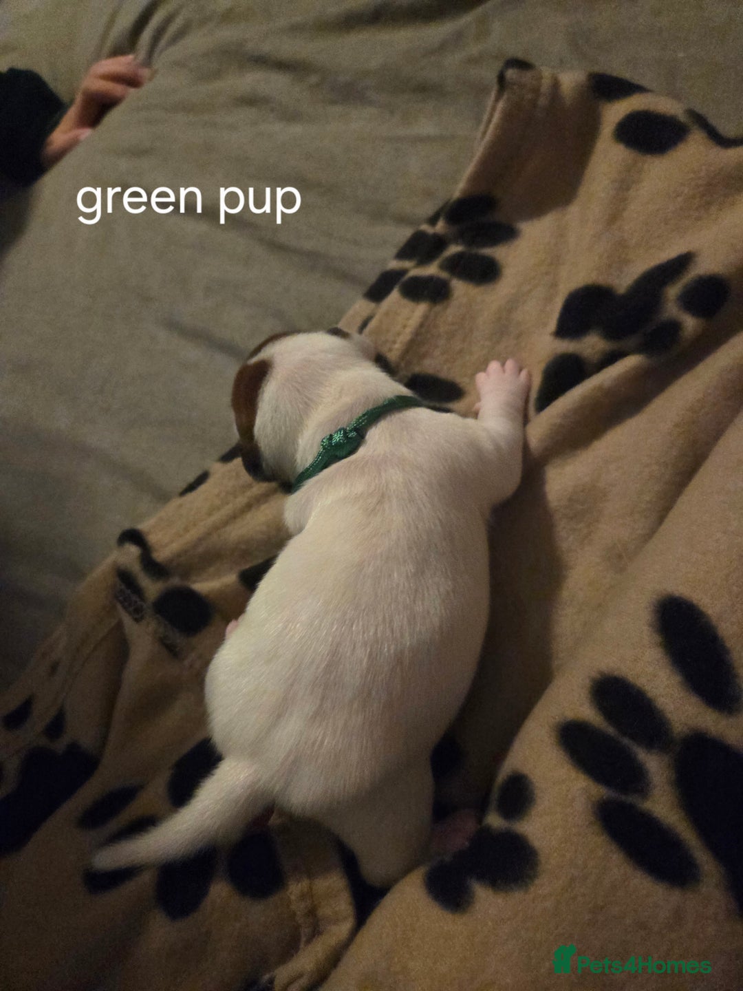 Jack Russell dogs for sale: Jack russell puppies - Advert 16