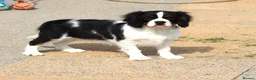 Cavalier King Charles Spaniel dogs for sale: Beautiful Cavalier King Charles Spaniel male  - Advert 2