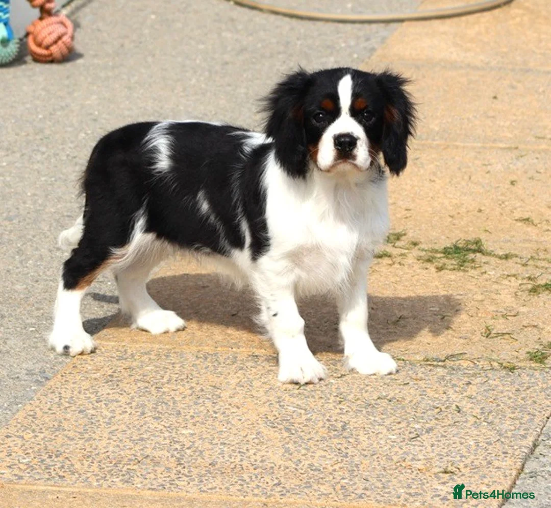 Cavalier King Charles Spaniel dogs for sale: Beautiful Cavalier King Charles Spaniel male  - Advert 2
