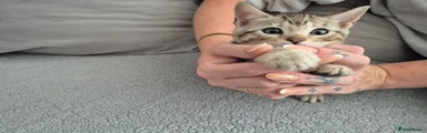 Mixed Breed 2